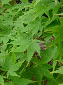 Japanse Esdoorn (Acer palmatum ‘Aoyagi’)