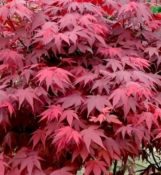 Japanse Esdoorn (Acer palmatum ‘Atropurpureum’) - Japanse Esdoorn