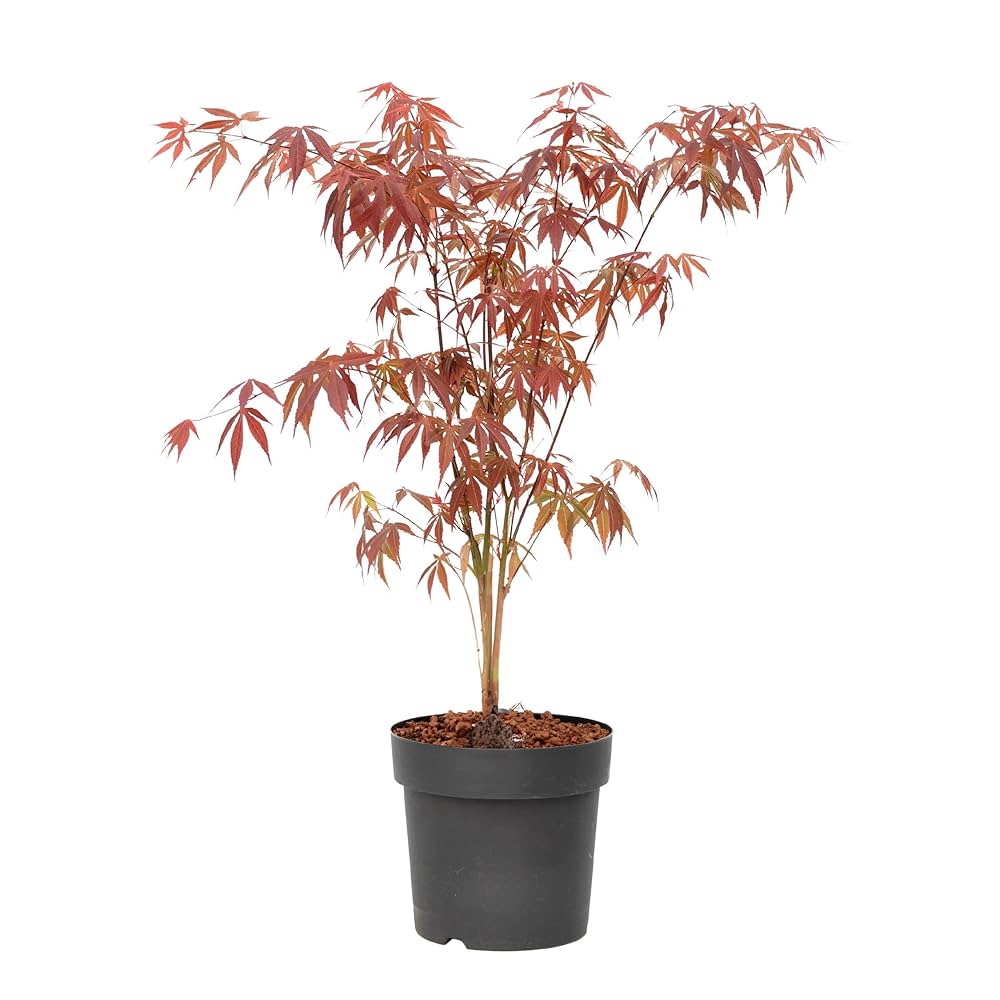 Japanse Esdoorn (Acer palmatum ‘Atropurpureum’) - Japanse Esdoorn