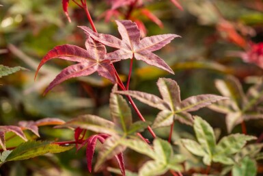 Japanse Esdoorn (Acer palmatum 'Bi-Hoo') - Japanse Esdoorn