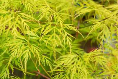 Japanse Esdoorn (Acer palmatum 'Emerald Lace')