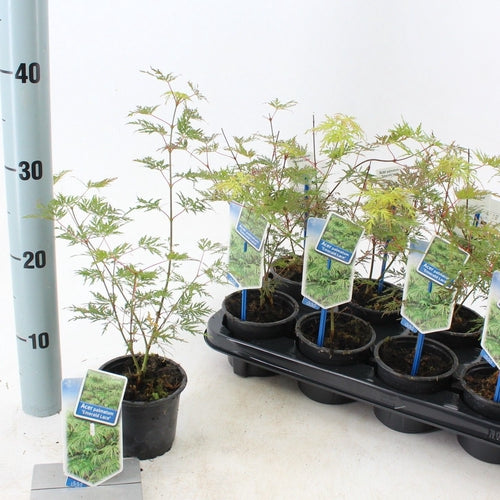 Japanse Esdoorn (Acer palmatum 'Emerald Lace') - Japanse Esdoorn