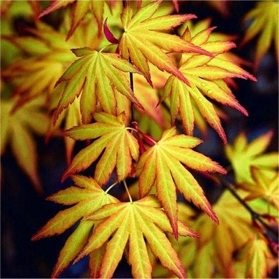 Japanse Esdoorn (Acer palmatum 'Katsura')