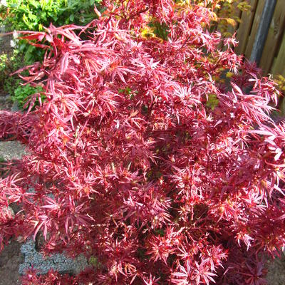 Japanse Esdoorn (Acer palmatum 'Shaina')
