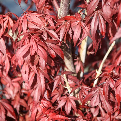 Japanse Esdoorn (Acer palmatum 'Skeeters Broom')
