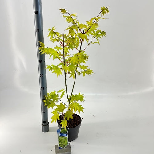 Japanse Esdoorn (Acer palmatum 'Summer Gold') - Japanse Esdoorn