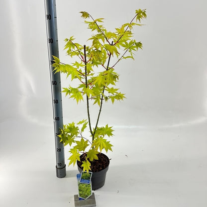 Japanse Esdoorn (Acer palmatum 'Summer Gold') - Japanse Esdoorn