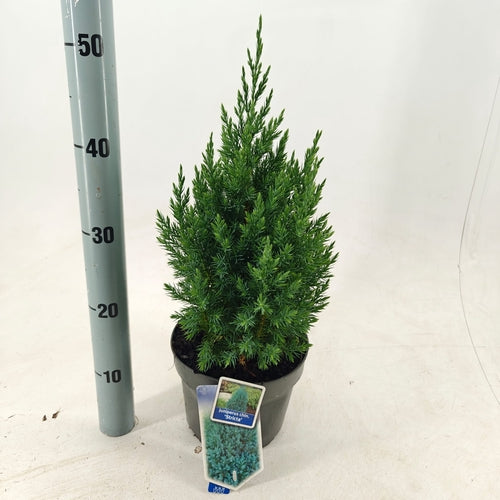 Jeneverbes (Juniperus chin. ‘Stricta’) - Coniferen