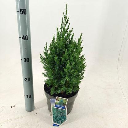 Jeneverbes (Juniperus chin. ‘Stricta’) - Coniferen