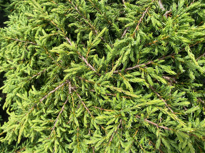 Jeneverbes (Juniperus comm. ‘Repanda’)