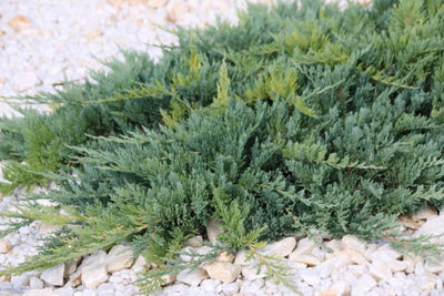 Jeneverbes (Juniperus horizontalis ‘Blue Chip’)