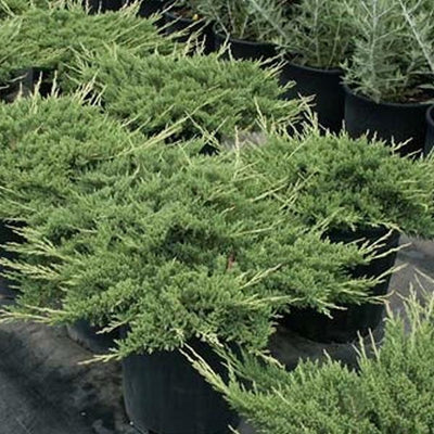 Jeneverbes (Juniperus horizontalis ‘Prince of Wales’)