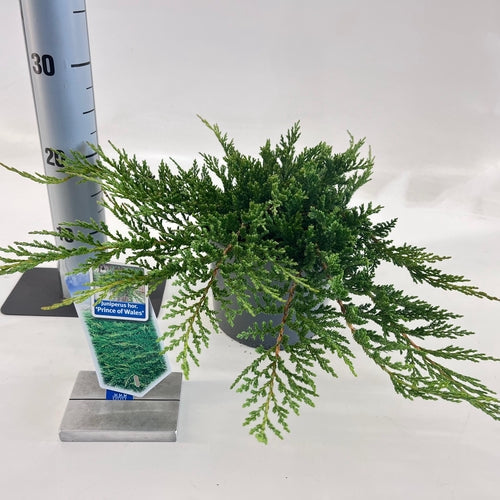 Jeneverbes (Juniperus horizontalis ‘Prince of Wales’) - Coniferen