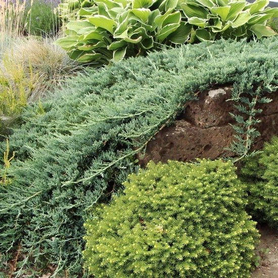 Jeneverbes (Juniperus horizontalis ’Wiltonii’) - Coniferen