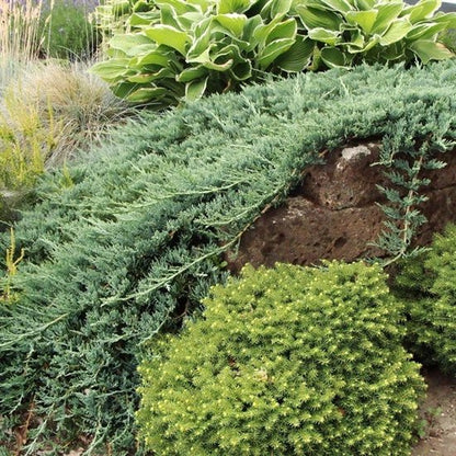 Jeneverbes (Juniperus horizontalis ’Wiltonii’) - Coniferen