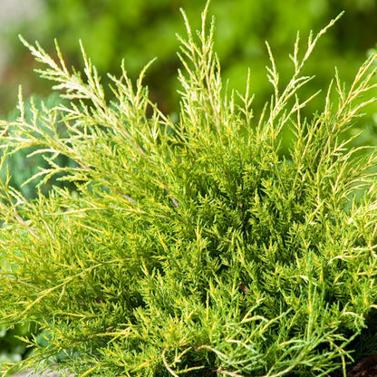 Jeneverbes (Juniperus med. ‘Old Gold’) - Coniferen