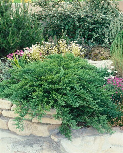 Jeneverbes (Juniperus sabina ‘Tamariscifolia’) - Coniferen