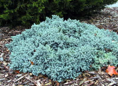 Jeneverbes (Juniperus squamata ‘Blue Star’)
