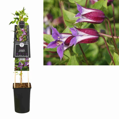 Klimplant Clematis Prince William PBR (Bosrank) - 