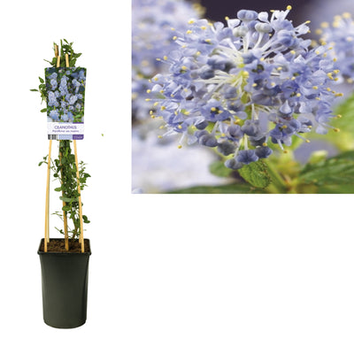 Ceanothus thyrsiflorus var. repens (Amerikaanse sering)