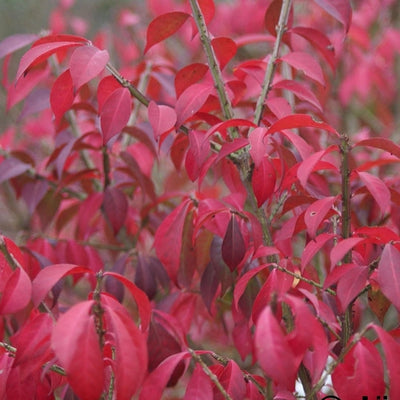 Kardinaalsmuts (Euonymus alatus ‘Compactus’)