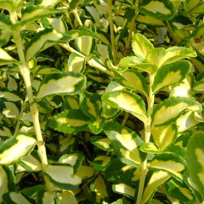 Kardinaalsmuts (Euonymus fortunei 'Blondy'®) - Heesters