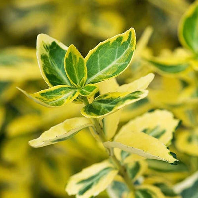Kardinaalsmuts (Euonymus fortunei 'Emerald 'n Gold')