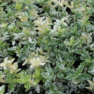 Kardinaalsmuts (Euonymus fortunei 'Harlequin')