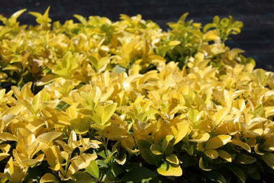 Kardinaalsmuts (Euonymus japonicus El-Dorado)