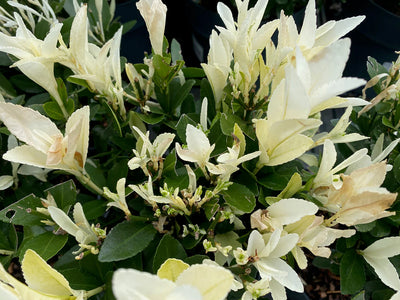 Kardinaalsmuts (Euonymus japonicus Himalaya)