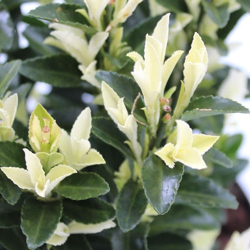Kardinaalsmuts (Euonymus japonicus Paloma Blanca ) - Heesters