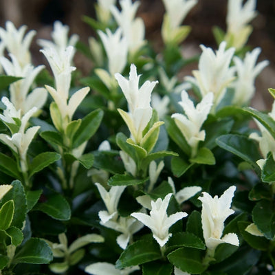 Kardinaalsmuts (Euonymus japonicus Paloma Blanca)