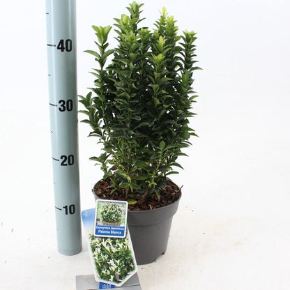 Kardinaalsmuts (Euonymus japonicus Paloma Blanca) - Heesters