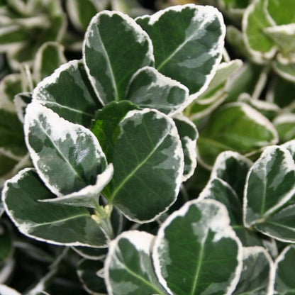 Kardinaalsmuts (Euonymus japonicus 'Kathy') - Heesters