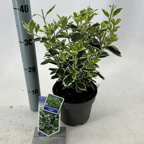 Kardinaalsmuts (Euonymus japonicus 'Kathy') - Heesters