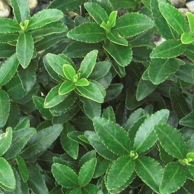 Kardinaalsmuts (Euonymus japonicus 'Microphyllus')