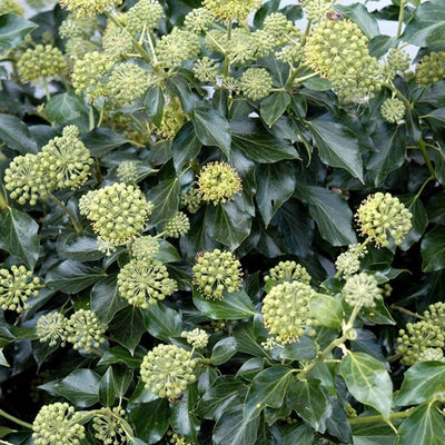 Klimop (Hedera helix ‘Arborescens’)