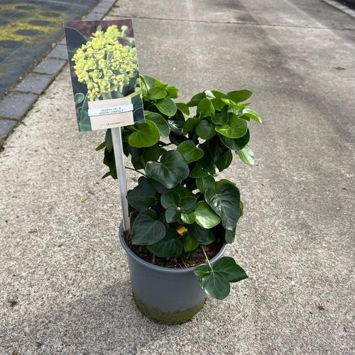 Klimop (Hedera helix ‘Arbori Compact’) - Heesters