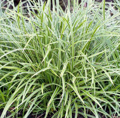 Zegge (Carex morrowii Ice Dance) - Tuinplanten