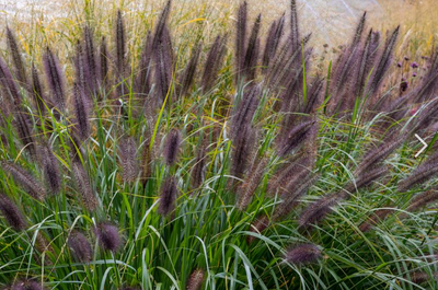 Lampepoetsersgras (Pen. alopecuroides 'Virid. Back Beauty')