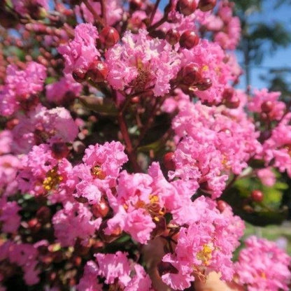 Lagerstroemia (Lagerstroemia Choco Pink) - Heesters