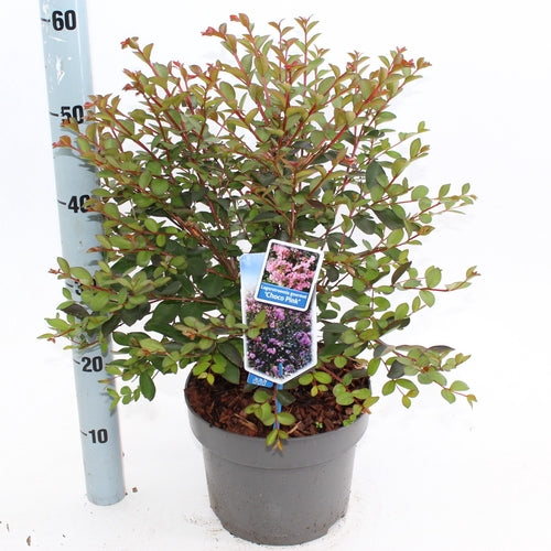 Lagerstroemia (Lagerstroemia Choco Pink) - Heesters