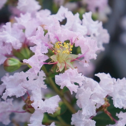 Lagerstroemia (Lagerstroemia indica With Love Babe) - Heesters