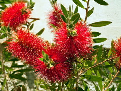 Lampepoetserplant (Callistemon laevis)