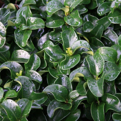 Liguster (Ligustrum jap. ‘Rotundifolium’) - Groenblijvende struiken