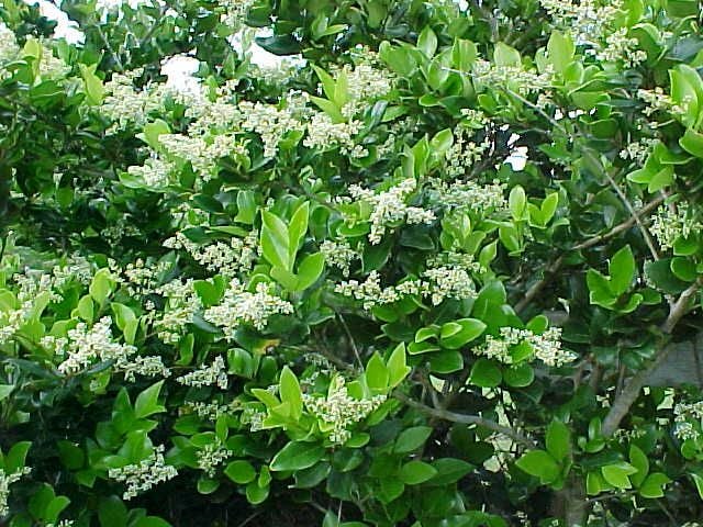 Liguster (Ligustrum jap. 'Texanum') - Groenblijvende struiken