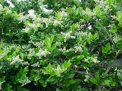 Liguster (Ligustrum jap. ‘Texanum’)
