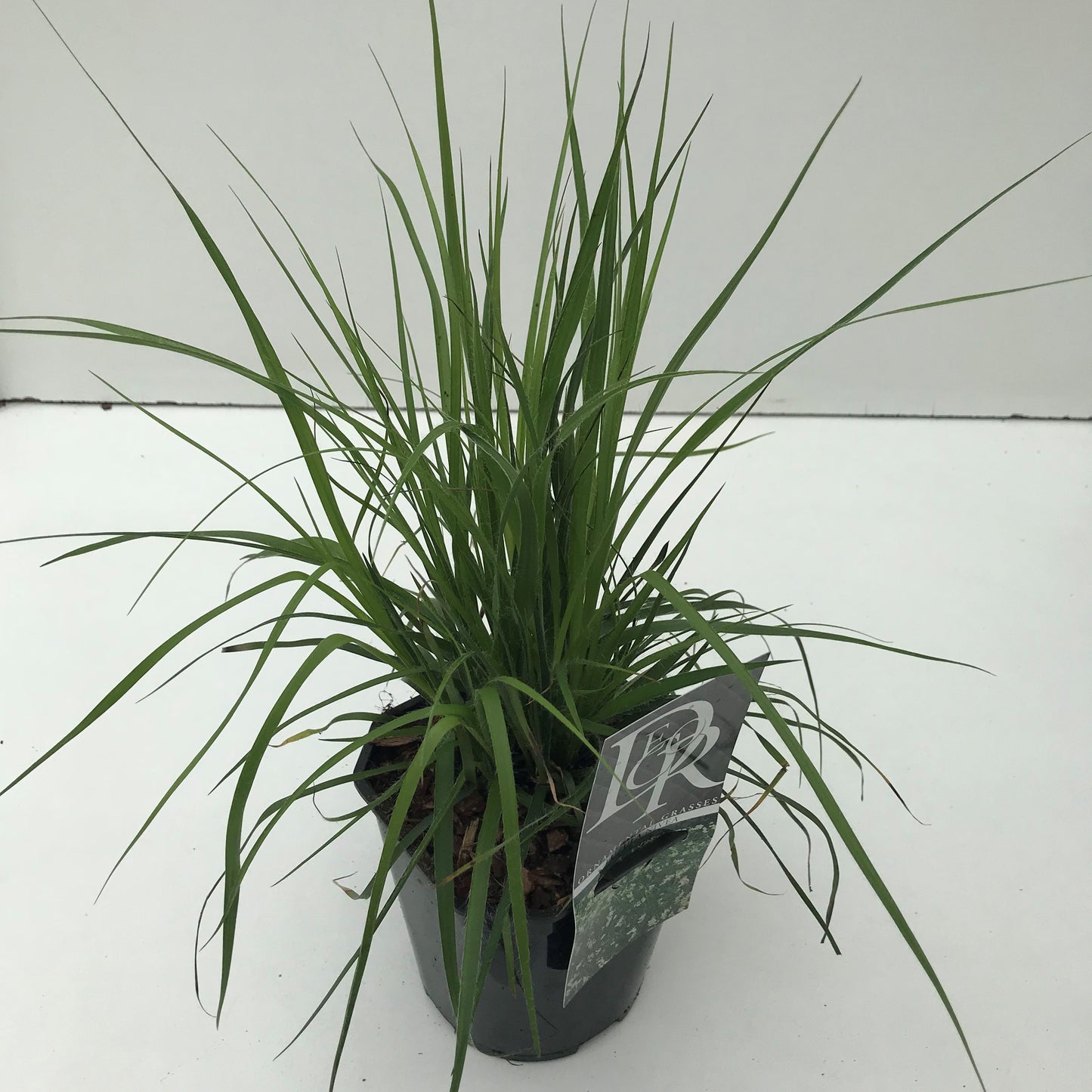 Veldbies (Luzula nivea) - Tuinplanten