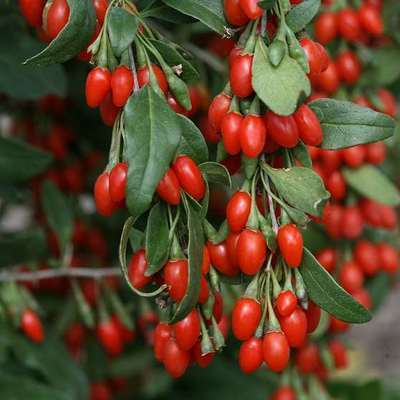 Klimplant Lycium barbarum 'Instant Succes' (Goji-bes) - 
