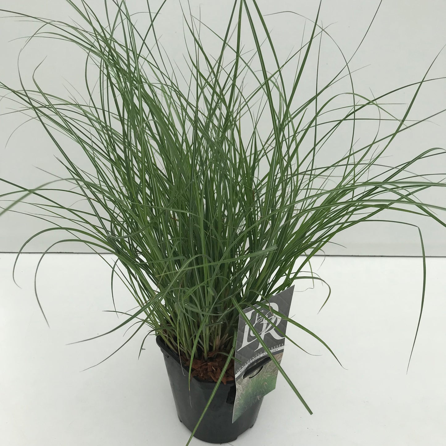 Prachtriet (Miscanthus 'Adagio') - Prachtriet